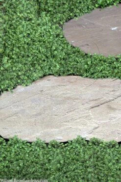 Miniature Brass Buttons Fairy Fern (Leptinella Gruveri) - 6 Pack Of Pint Pots -Garden Plant Shop leptinella gruveri miniature brass buttons fairy fern 6