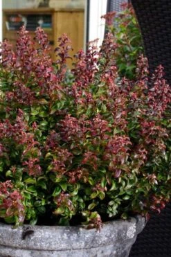 Twisting Red Leucothoe (Fetterbush) - 1 Gallon Pot 11 Twisting Red Leucothoe (Fetterbush) - 1 Gallon Pot -Garden Plant Shop leucothoe axillaris twisting red coastal dog hobble 2