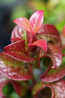Twisting Red Leucothoe (Fetterbush) - 2 Gallon Pot -Garden Plant Shop leucothoe axillaris twisting red coastal dog hobble 3 1