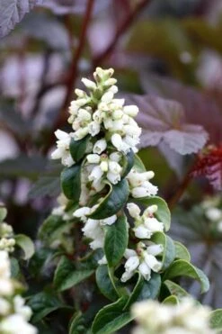 Twisting Red Leucothoe (Fetterbush) - 2 Gallon Pot -Garden Plant Shop leucothoe axillaris twisting red coastal dog hobble 5 1