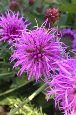 Savanna Blazing Star (Liatris Scariosa) - 1 Gallon Pot -Garden Plant Shop liatris savanna 500x750 1