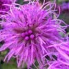 Savanna Blazing Star (Liatris Scariosa) - 1 Gallon Pot