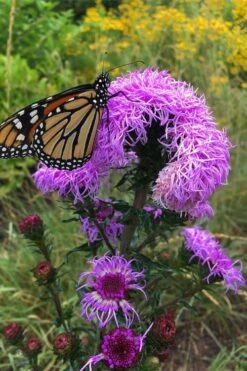 Savanna Blazing Star (Liatris Scariosa) - 1 Gallon Pot -Garden Plant Shop liatris scariosa savanna blazing star 2