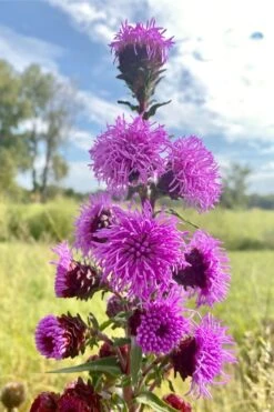Savanna Blazing Star (Liatris Scariosa) - 1 Gallon Pot -Garden Plant Shop liatris scariosa savanna blazing star 4