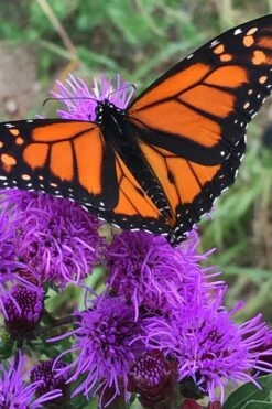 Savanna Blazing Star (Liatris Scariosa) - 1 Gallon Pot -Garden Plant Shop liatris scariosa savanna blazing star 5