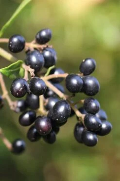 Waxleaf Ligustrum - 1 Gallon Pot -Garden Plant Shop ligustrum japonicum waxleaf privet 2 1