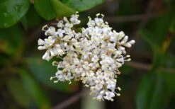 Waxleaf Ligustrum - 1 Gallon Pot -Garden Plant Shop ligustrum japonicum waxleaf privet 3 1