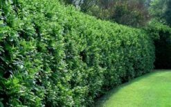 Waxleaf Ligustrum - 6 Pack Of 1 Gallon Pots 16 Waxleaf Ligustrum - 6 Pack Of 1 Gallon Pots -Garden Plant Shop ligustrum japonicum waxleaf privet 4