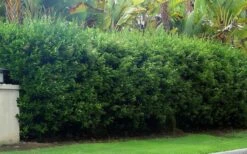 Waxleaf Ligustrum - 1 Gallon Pot -Garden Plant Shop ligustrum japonicum waxleaf privet 5 1