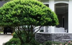 Waxleaf Ligustrum - 1 Gallon Pot -Garden Plant Shop ligustrum japonicum waxleaf privet 6 1