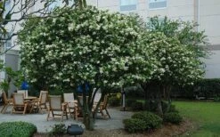 Waxleaf Ligustrum - 1 Gallon Pot -Garden Plant Shop ligustrum japonicum waxleaf privet 7 1