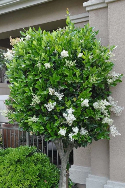 Waxleaf Ligustrum - 6 Pack Of 1 Gallon Pots 4 Waxleaf Ligustrum - 6 Pack Of 1 Gallon Pots - Image 4