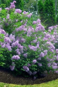 Scentara Double Blue Lilac - 3 Gallon Pot -Garden Plant Shop lilac scentara double blue 4