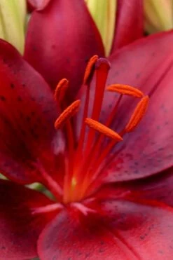 Tiny Comfort Asiatic Lily - 1 Gallon Pot -Garden Plant Shop lilium asiaticum tiny comfort asian lily 1