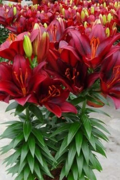 Tiny Comfort Asiatic Lily - 1 Gallon Pot -Garden Plant Shop lilium asiaticum tiny comfort asian lily 3