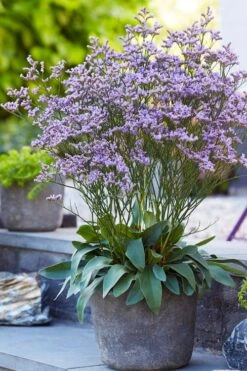 Dazzle Rocks Statice (Limonium) - 1 Gallon Pot