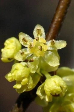 Spicebush (Lindera Benzoin) - 5 Gallon Pot -Garden Plant Shop lindera benzoin yellow spicebush 1 2