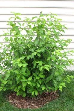 Spicebush (Lindera Benzoin) - 5 Gallon Pot -Garden Plant Shop lindera benzoin yellow spicebush 11 2