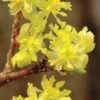 Spicebush (Lindera Benzoin) - 3 Pack Of 1.5 Quart Pots