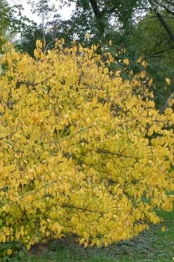 Spicebush (Lindera Benzoin) - 3 Pack Of 1.5 Quart Pots -Garden Plant Shop lindera benzoin yellow spicebush 21 3