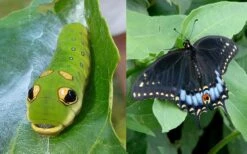 Spicebush (Lindera Benzoin) - 1 Gallon Pot -Garden Plant Shop lindera benzoin yellow spicebush 23 4
