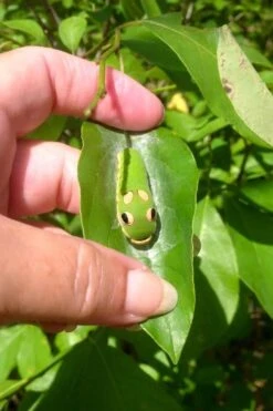 Spicebush (Lindera Benzoin) - 3 Pack Of 1.5 Quart Pots -Garden Plant Shop lindera benzoin yellow spicebush 7 3