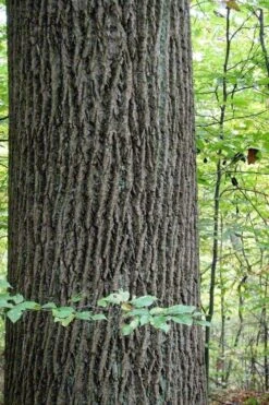 Tulip Poplar Tree - 1 Gallon Pot -Garden Plant Shop liriodendron tulipifera yellow tulip poplar flower 11 1
