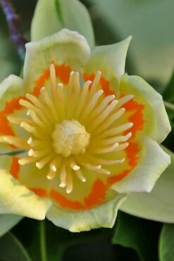 Tulip Poplar Tree - 1 Gallon Pot -Garden Plant Shop liriodendron tulipifera yellow tulip poplar flower 12 1