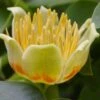 Tulip Poplar Tree (Liriodendron Tulipifera) - 3 Pack Of 1.5 Quart Pots