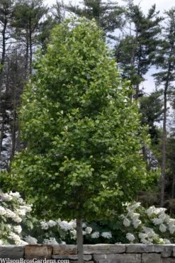 Tulip Poplar Tree - 3 Gallon Pot -Garden Plant Shop liriodendron tulipifera yellow tulip poplar flower 3