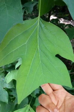 Tulip Poplar Tree (Liriodendron Tulipifera) - 3 Pack Of 1.5 Quart Pots -Garden Plant Shop liriodendron tulipifera yellow tulip poplar flower 4 2