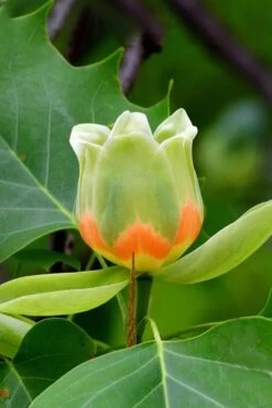 Tulip Poplar Tree (Liriodendron Tulipifera) - 3 Pack Of 1.5 Quart Pots -Garden Plant Shop liriodendron tulipifera yellow tulip poplar flower 6 2