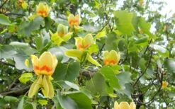 Tulip Poplar Tree - 3 Gallon Pot -Garden Plant Shop liriodendron tulipifera yellow tulip poplar flower 8