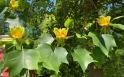 Tulip Poplar Tree - 1 Gallon Pot -Garden Plant Shop liriodendron tulipifera yellow tulip poplar flower 9 1