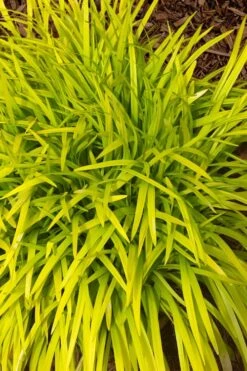 Gold Ingot Liriope (Golden Lilyturf) - 6 Pack Of 1 Gallon Pots -Garden Plant Shop liriope muscari peedee ingot golden lilyturf 11