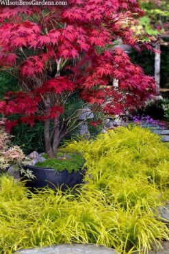 Gold Ingot Liriope (Golden Lilyturf) - 6 Pack Of 1 Gallon Pots -Garden Plant Shop liriope muscari peedee ingot golden lilyturf 5 1