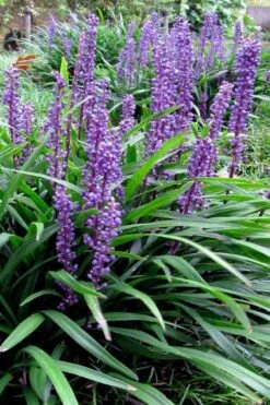Royal Purple Liriope - Lilyturf - 18 Count Flats Of Pint Pots -Garden Plant Shop liriope muscari royal purple lilyturf 102