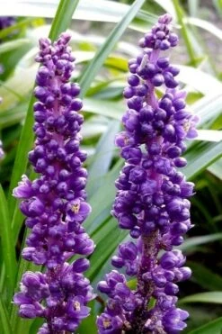 Royal Purple Liriope - Lilyturf - 18 Count Flats Of Pint Pots -Garden Plant Shop liriope muscari royal purple lilyturf 103