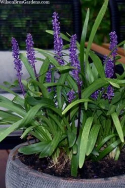 Royal Purple Liriope - Lilyturf - 18 Count Flats Of Pint Pots -Garden Plant Shop liriope muscari royal purple lilyturf 106
