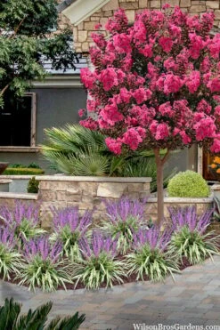 Variegated Liriope - Lilyturf - 72 Pack Of 3.5" Pint Pots -Garden Plant Shop liriope muscari variegata variegated liriope lilyturf 2 6