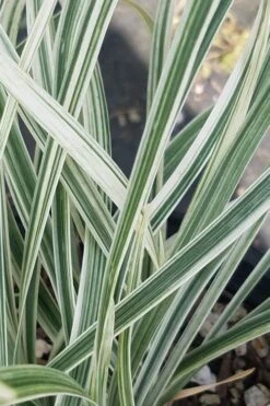 Silver Dragon Liriope - Lilyturf - 18 Count Flats Of Pint Pots 13 Silver Dragon Liriope - Lilyturf - 18 Count Flats Of Pint Pots -Garden Plant Shop liriope spicata silver dragon lilyturf 101 1