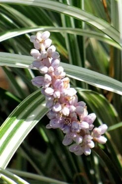 Silver Dragon Liriope - Lilyturf - 6 Pack Of Pint Pots -Garden Plant Shop liriope spicata silver dragon lilyturf 102