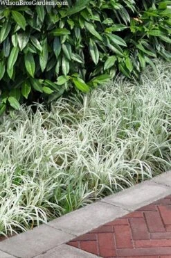 Silver Dragon Liriope - Lilyturf - 6 Pack Of Pint Pots -Garden Plant Shop liriope spicata silver dragon lilyturf 106