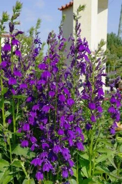 Starship Blue Cardinal Flower (Lobelia) - 6 Pack Of 1 Gallon Pots -Garden Plant Shop lobelia speciosa starship sblue cardinal flower 1