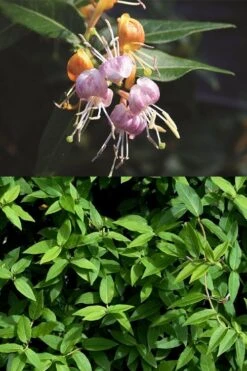 Candy Swirl Honeysuckle Vine (Lonicera) - 5 Gallon Pot -Garden Plant Shop lonicera candy swirl honeysuckle vine 3