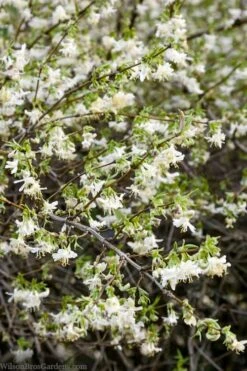 Fragrant Winter Honeysuckle Bush (Lonicera Fragrantissima) - 1 Gallon Pot 12 Fragrant Winter Honeysuckle Bush (Lonicera Fragrantissima) - 1 Gallon Pot -Garden Plant Shop lonicera fragrantissima winter honeysuckle 14 1
