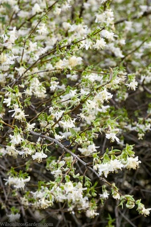 Fragrant Winter Honeysuckle Bush (Lonicera Fragrantissima) - 1 Gallon Pot 4 Fragrant Winter Honeysuckle Bush (Lonicera Fragrantissima) - 1 Gallon Pot - Image 4