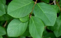 Fragrant Winter Honeysuckle Bush (Lonicera Fragrantissima) - 1 Gallon Pot 17 Fragrant Winter Honeysuckle Bush (Lonicera Fragrantissima) - 1 Gallon Pot -Garden Plant Shop lonicera fragrantissima winter honeysuckle 18 1