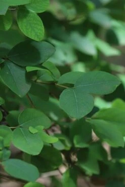 Fragrant Winter Honeysuckle Bush (Lonicera Fragrantissima) - 1 Gallon Pot 14 Fragrant Winter Honeysuckle Bush (Lonicera Fragrantissima) - 1 Gallon Pot -Garden Plant Shop lonicera fragrantissima winter honeysuckle 19 1