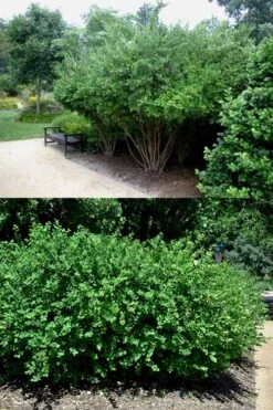 Fragrant Winter Honeysuckle Bush (Lonicera Fragrantissima) - 1 Gallon Pot 13 Fragrant Winter Honeysuckle Bush (Lonicera Fragrantissima) - 1 Gallon Pot -Garden Plant Shop lonicera fragrantissima winter honeysuckle 22 1